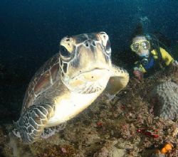 A turtle fancies the dome port- either as jelly-fish food... by Fiona Ayerst 